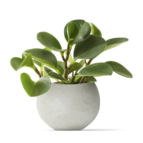 sample-product-5